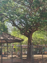 Urakkamthoongi Maram