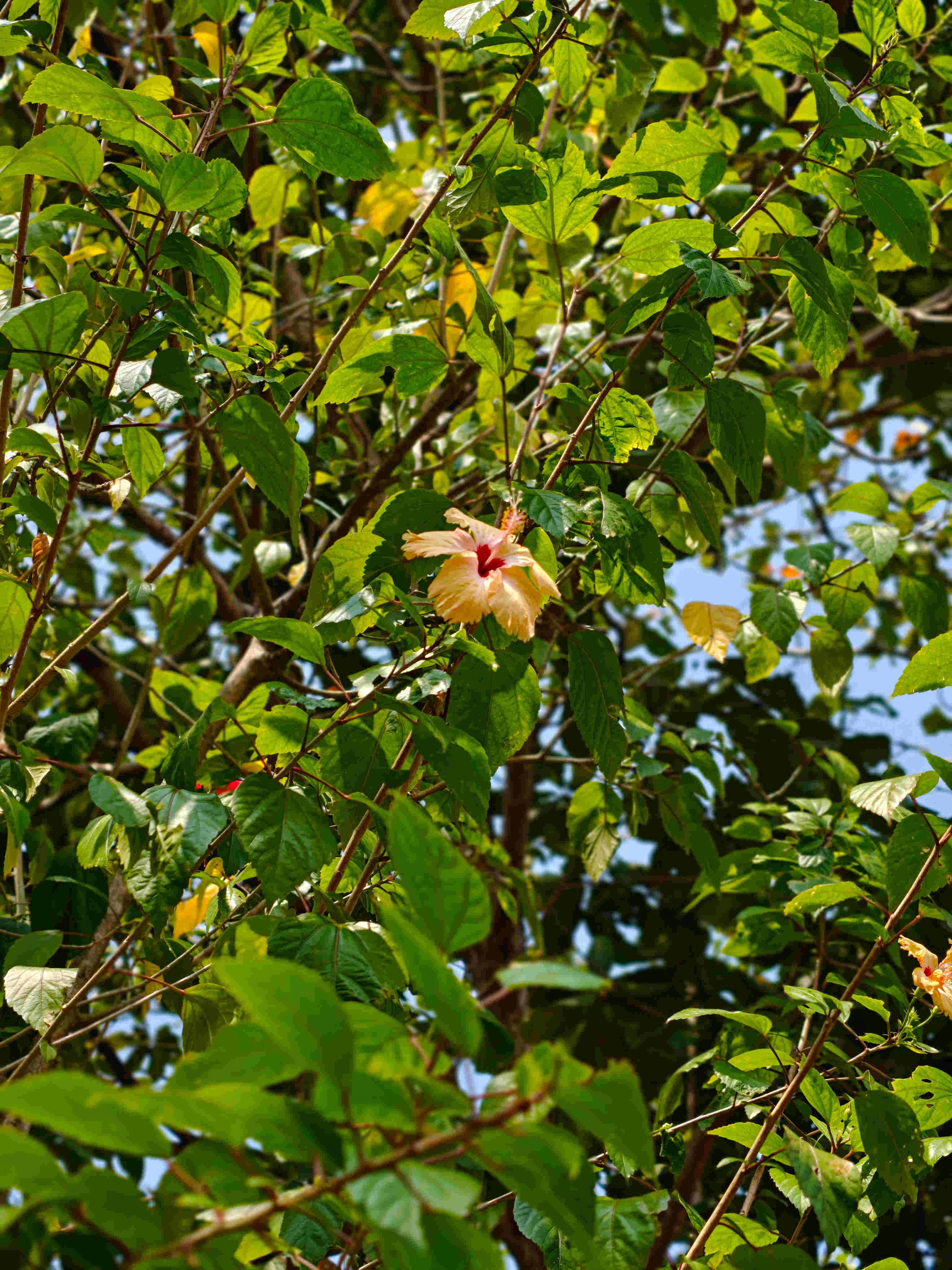 hibiscus