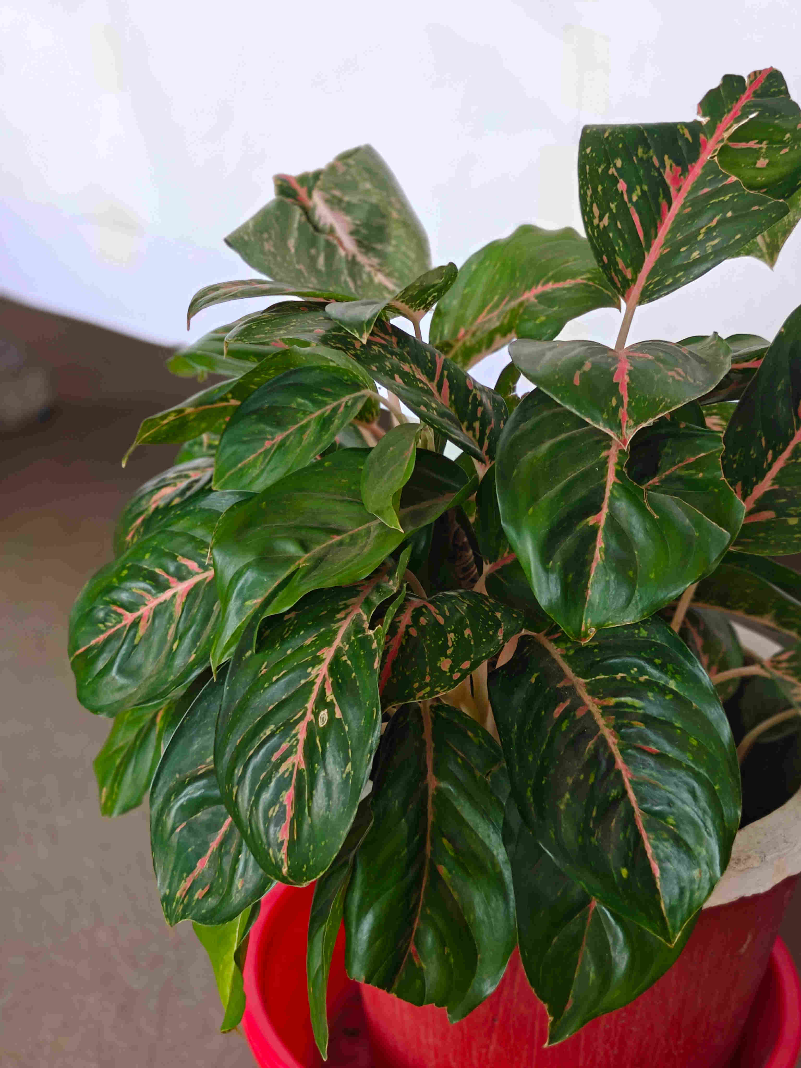 Aglaonema
